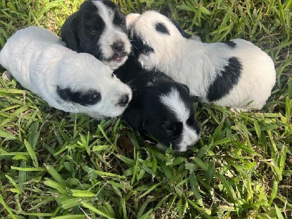 English Cocker Spaniel