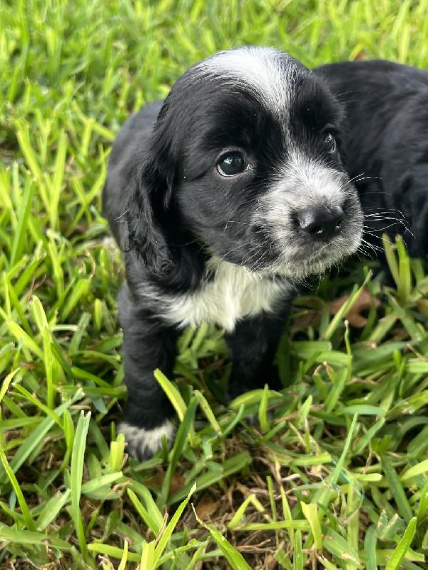 English Cocker Spaniel