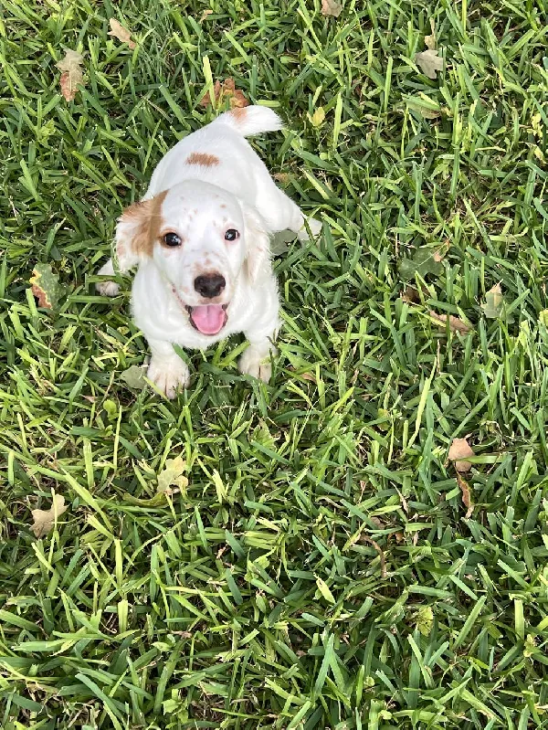 English Cocker Spaniel