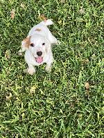 ENGLISH COCKER SPANIELS IN TX!!