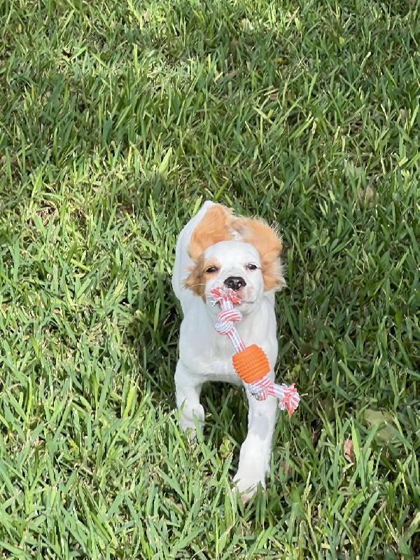 English Cocker Spaniel