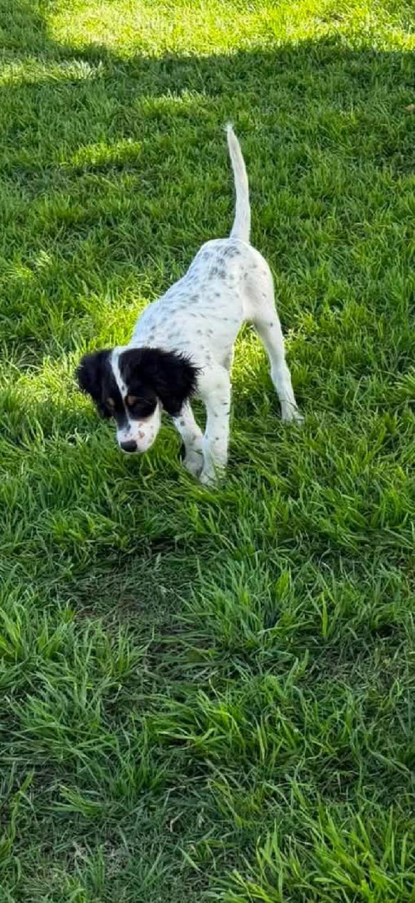 English Setter