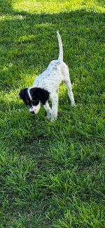 ENGLISH SETTER PUPS IN TX