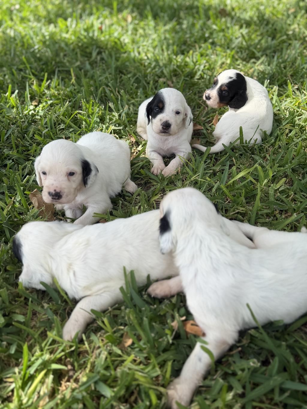 ENGLISH SETTER PUPS IN TEXAS English Setter