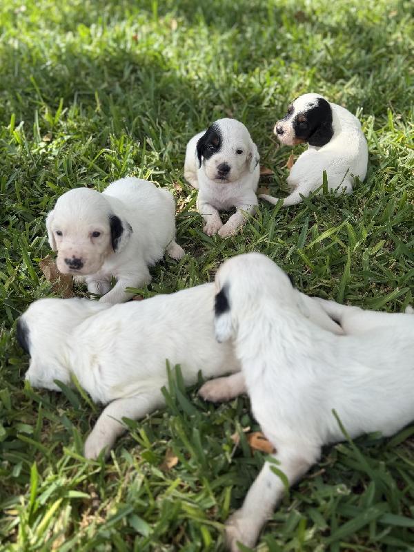ENGLISH SETTER PUPS IN TEXAS English Setter