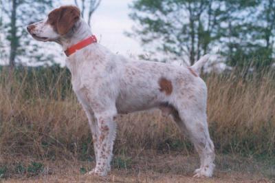 American Brittany