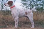 PUPS WITH NATIONAL FIELD CHAMPION BLOODLINES