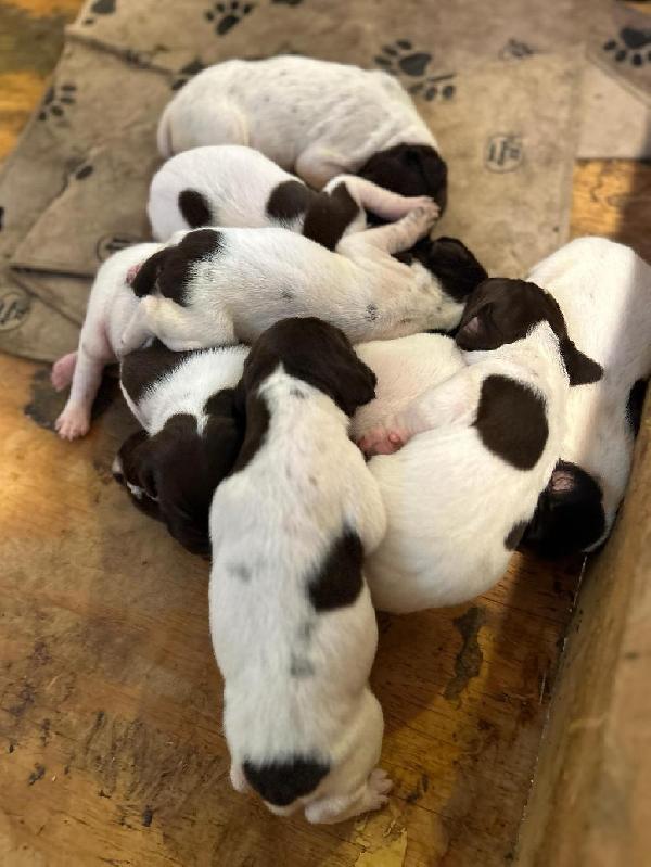 German Shorthaired Pointer