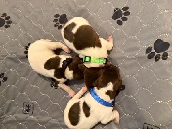 German Shorthaired Pointer