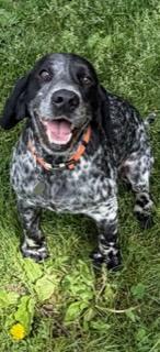 English Cocker Spaniel