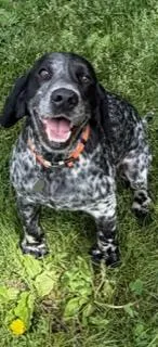 English Cocker Spaniel