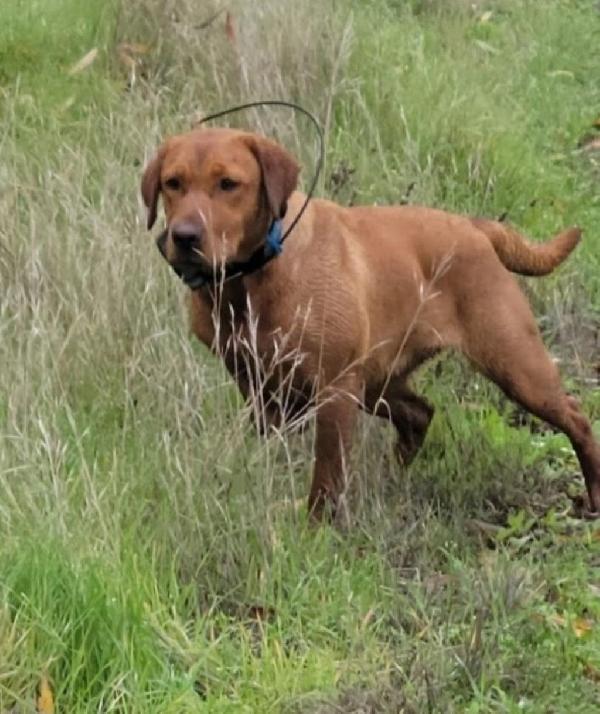 Labrador Retriever