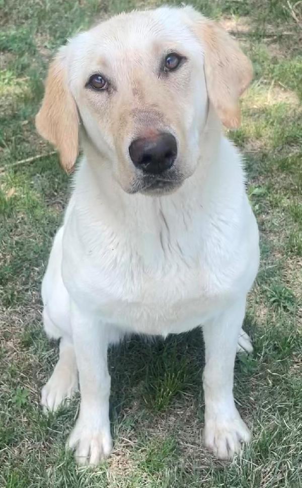 Labrador gun dog orders