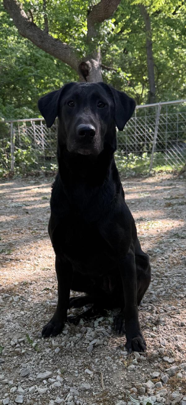 Labrador Retriever