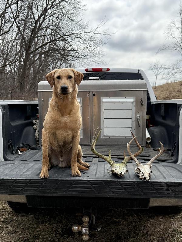 Labrador Retriever
