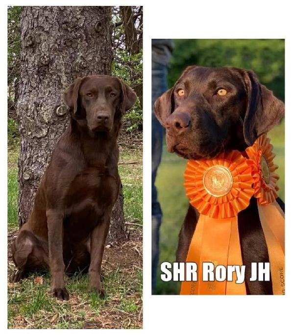 Labrador Retriever