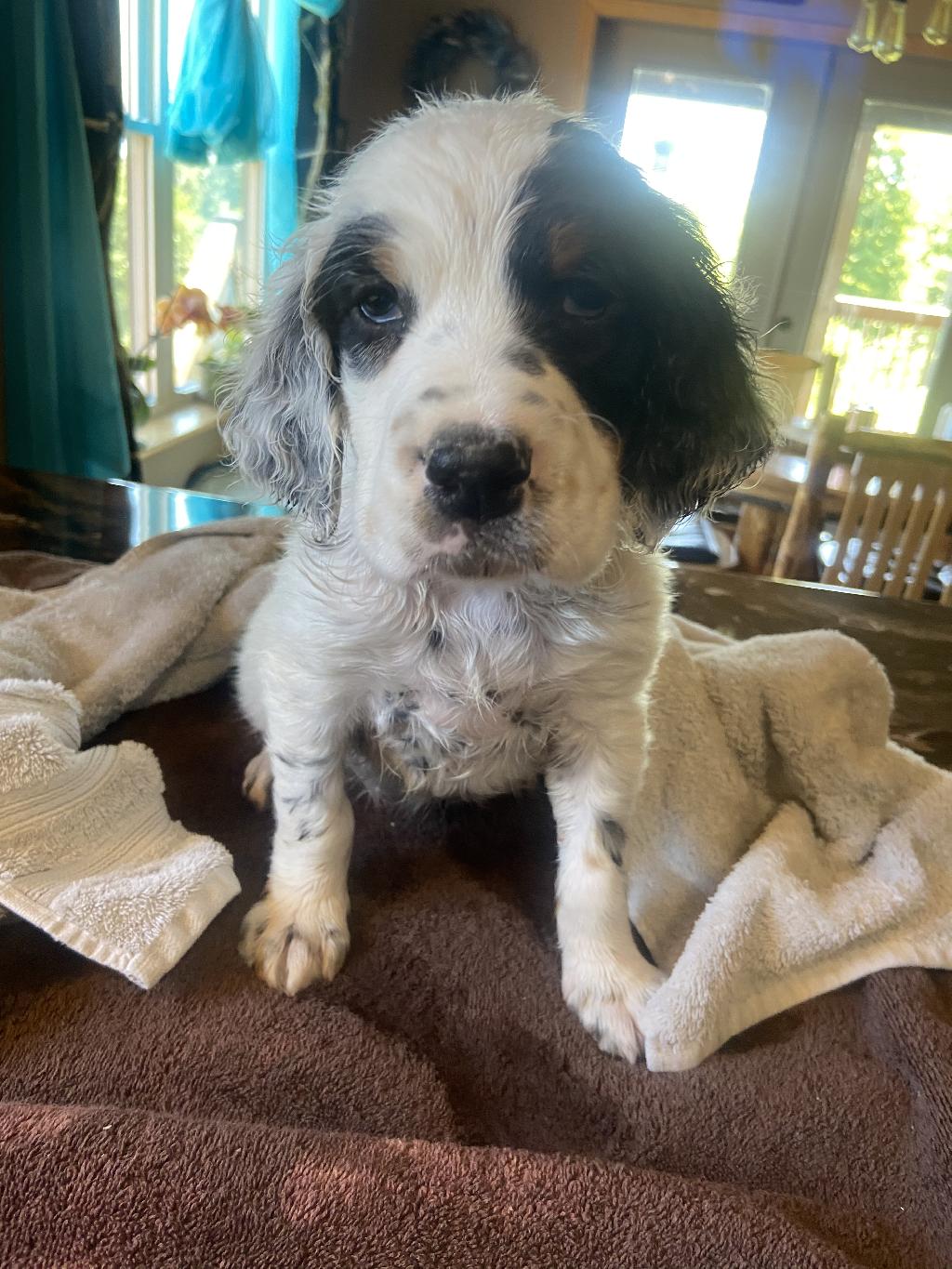 LLEWELLIN SETTER MALE PUPS