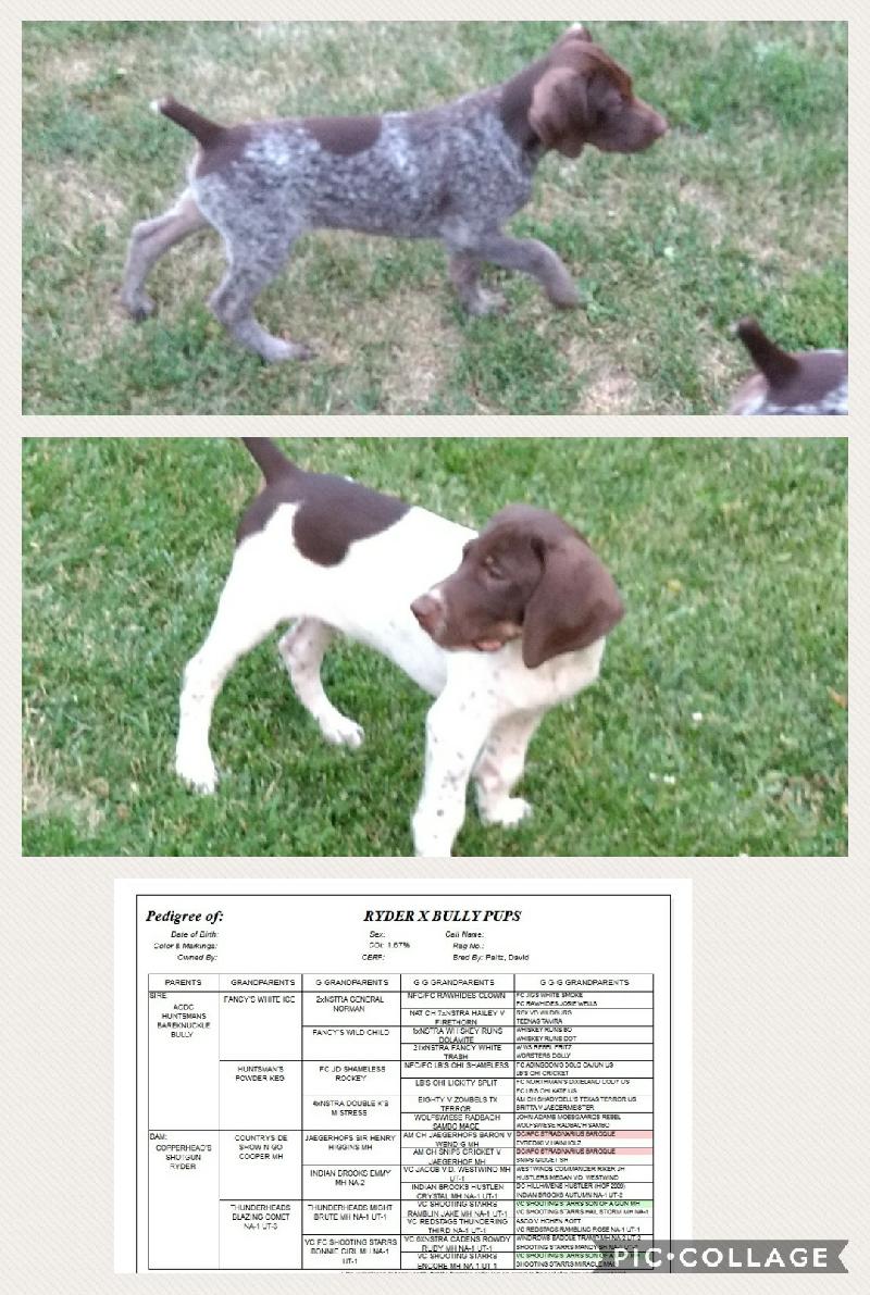 German Shorthair Pups