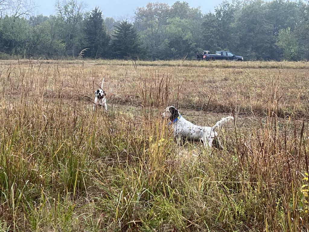 ENGLISH SETTER English Setter