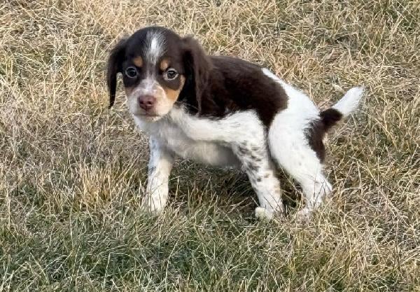 AKC REGISTERED BRITTANY PUPPIES American Brittany