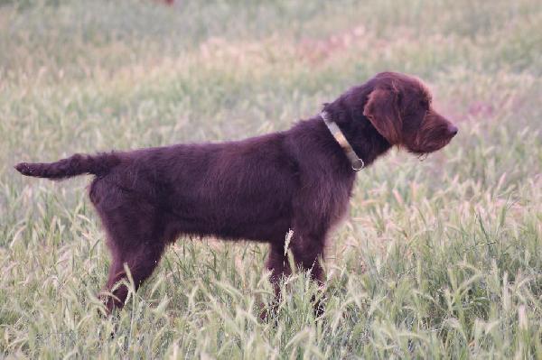 Hunting Dogs For Sale