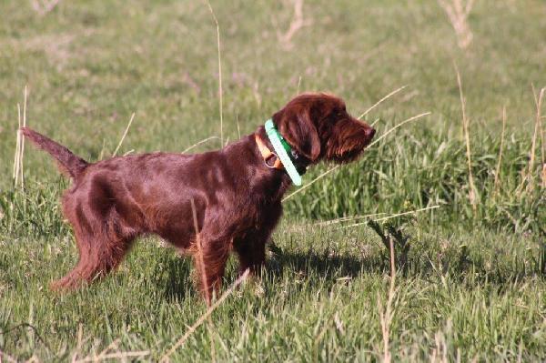 Pudelpointer store breeders midwest