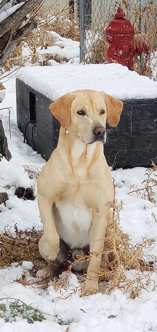 Labrador Retriever