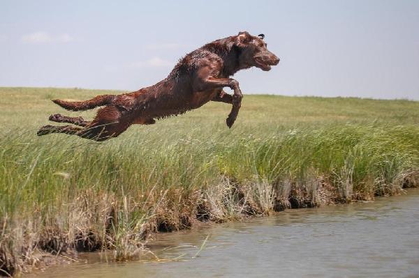 Labrador Retriever
