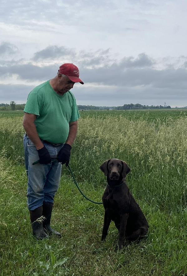 Labrador Retriever