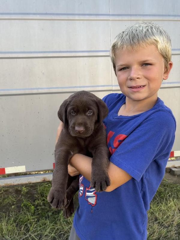 Labrador Retriever