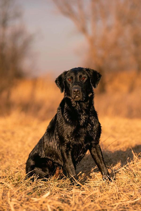 Labrador Retriever