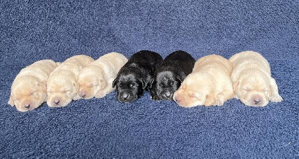 Labrador Retriever