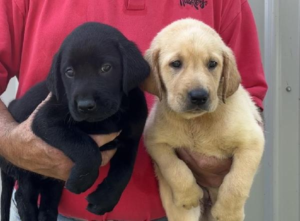 Labrador Retriever