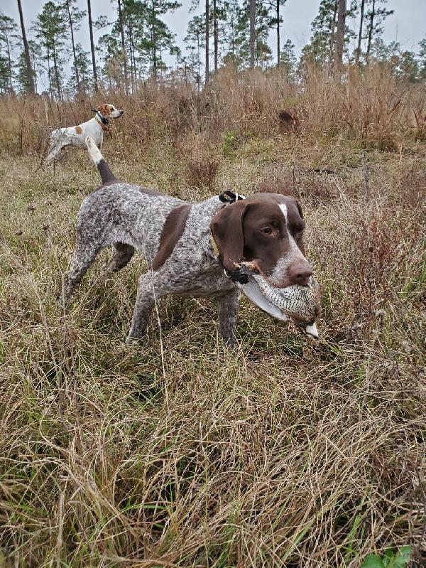 German Shorthaired Pointer Puppies For Sale