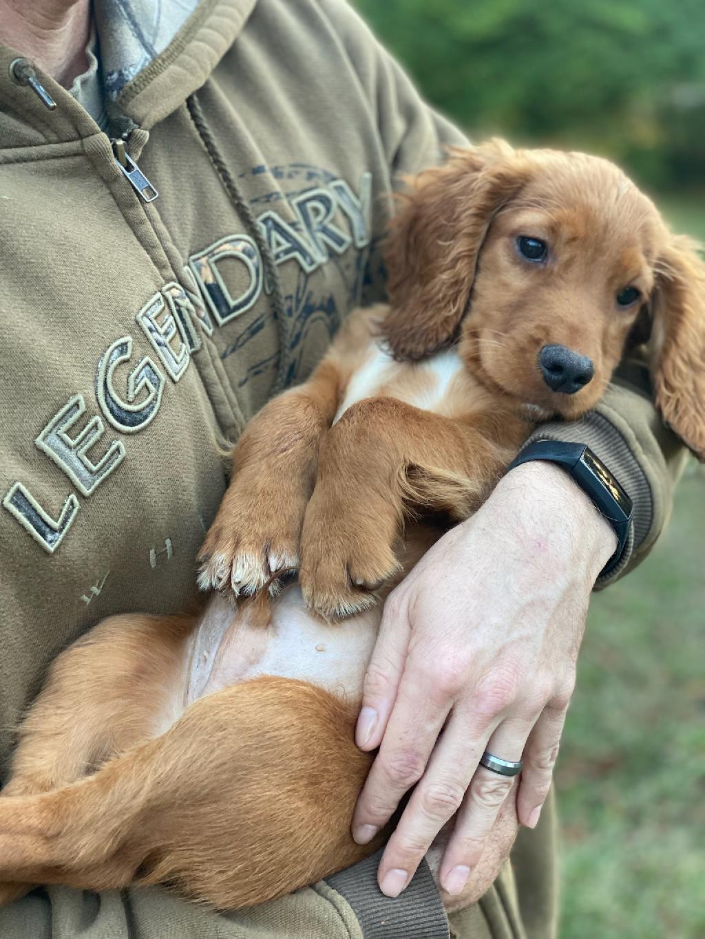 ENGLISH COCKER SPANIEL PUP