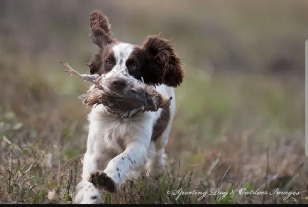 English Cocker Spaniel