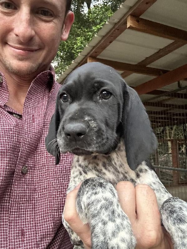 German Shorthaired Pointer