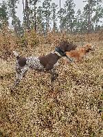 AKC FB GSP PUPPIES
