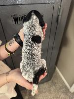 IMG_9325.jpeg