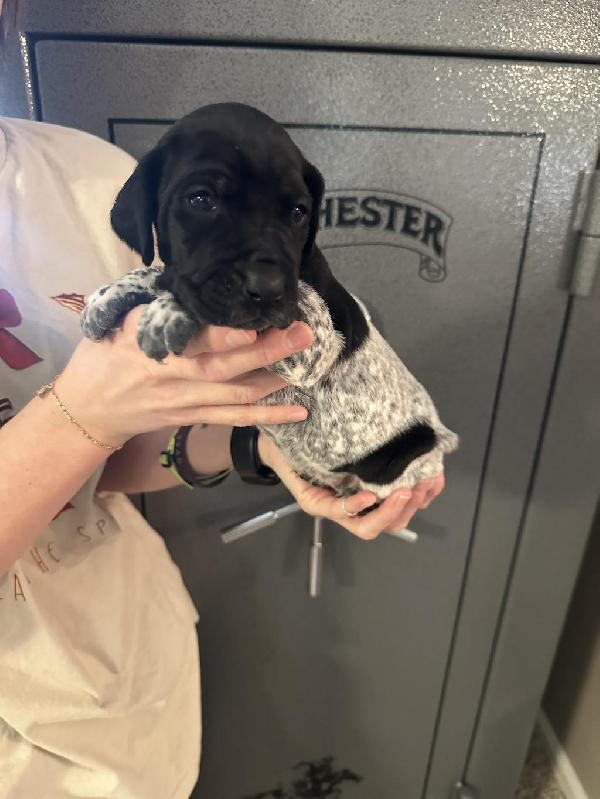 German Shorthaired Pointer