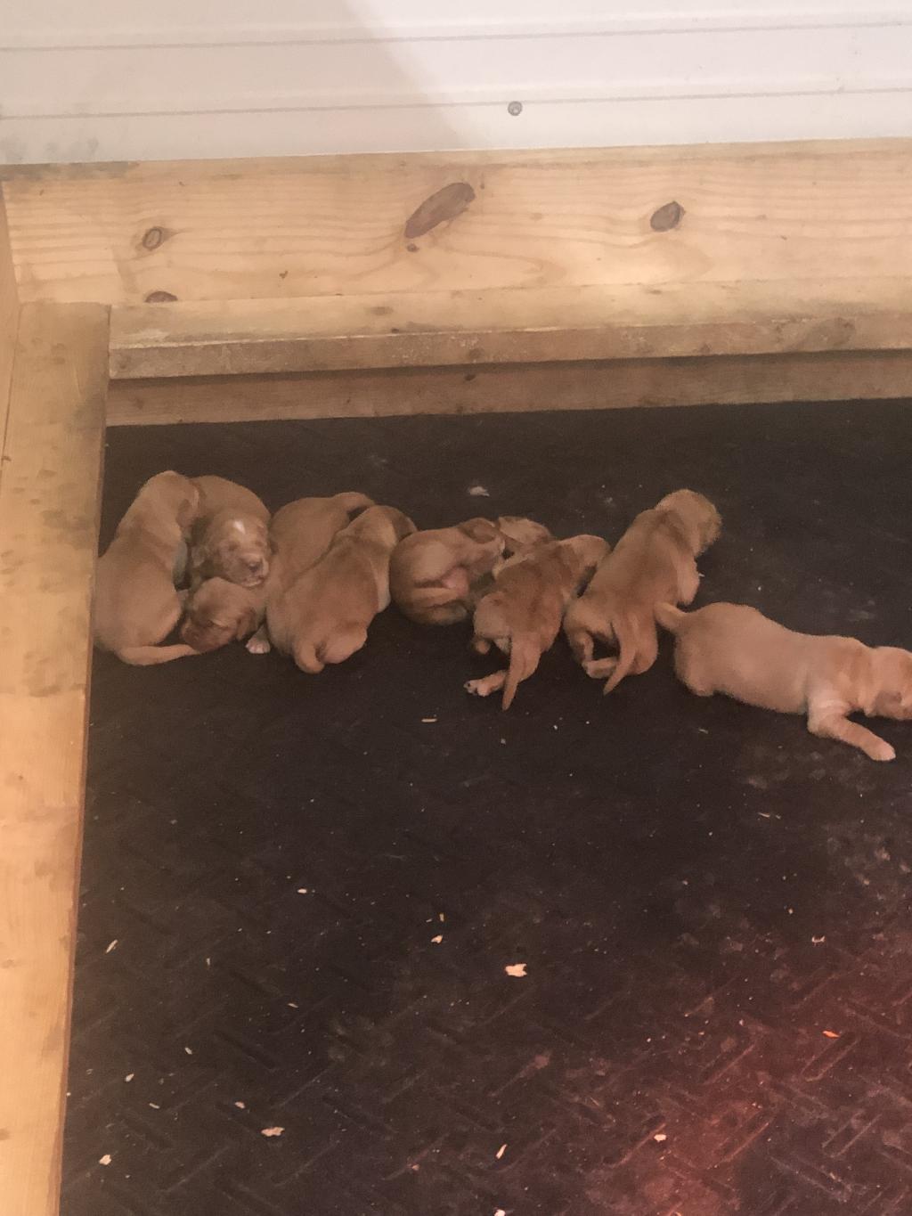 GOLDEN RETRIEVER PUPPIES HIGH DRIVE