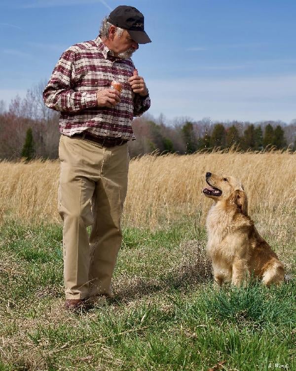 Golden Retriever