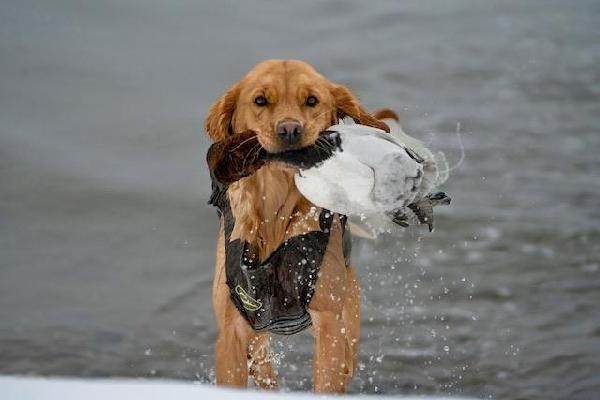 DSC09026Dixie Girl-denoise-sharpen.JPEG