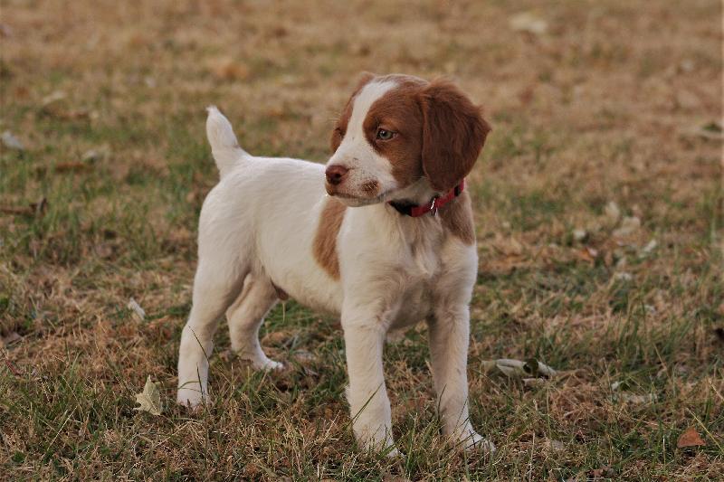 BRITTANY PUPPY- MALE