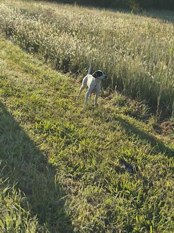 English Pointer
