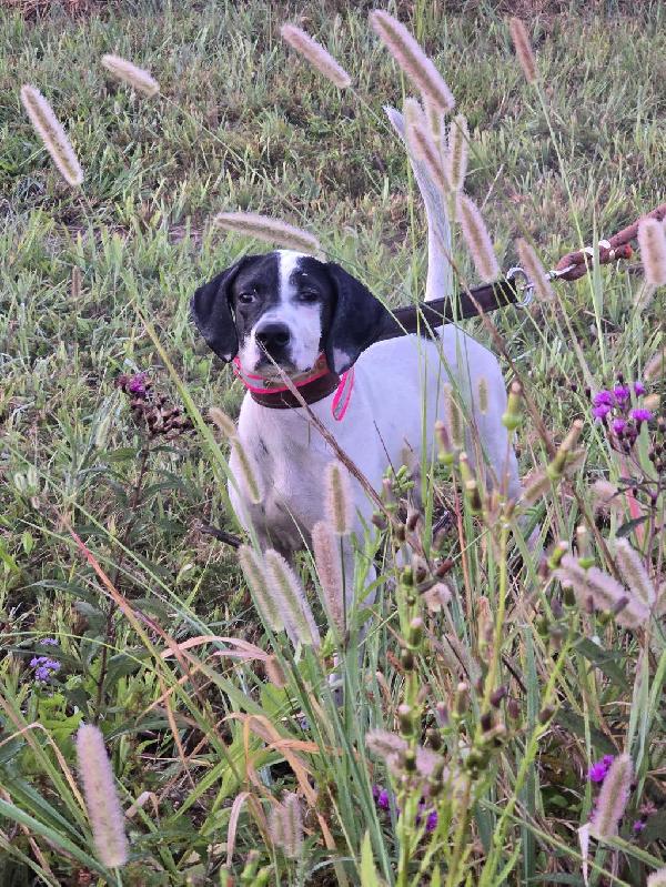 English Pointer
