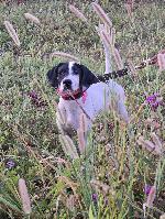 STARTED 4 MONTH FEMALE ENGLISH POINTER