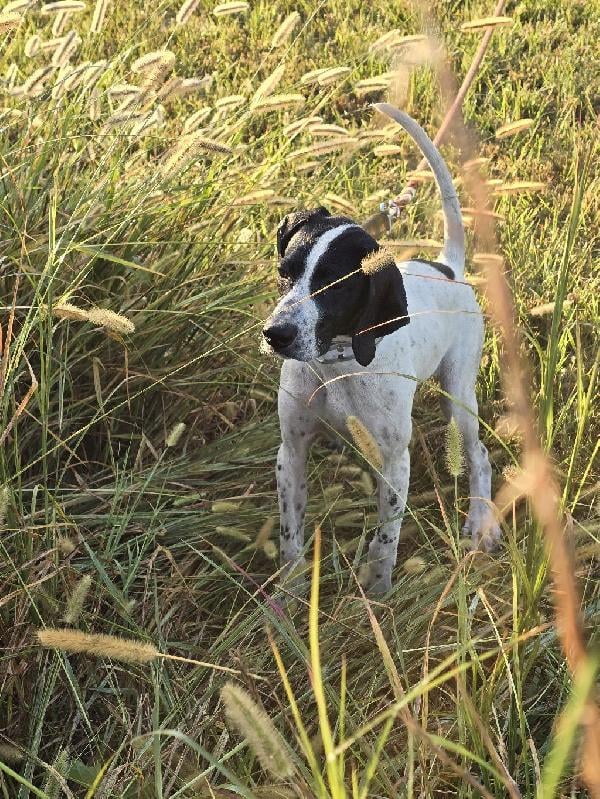 English Pointer