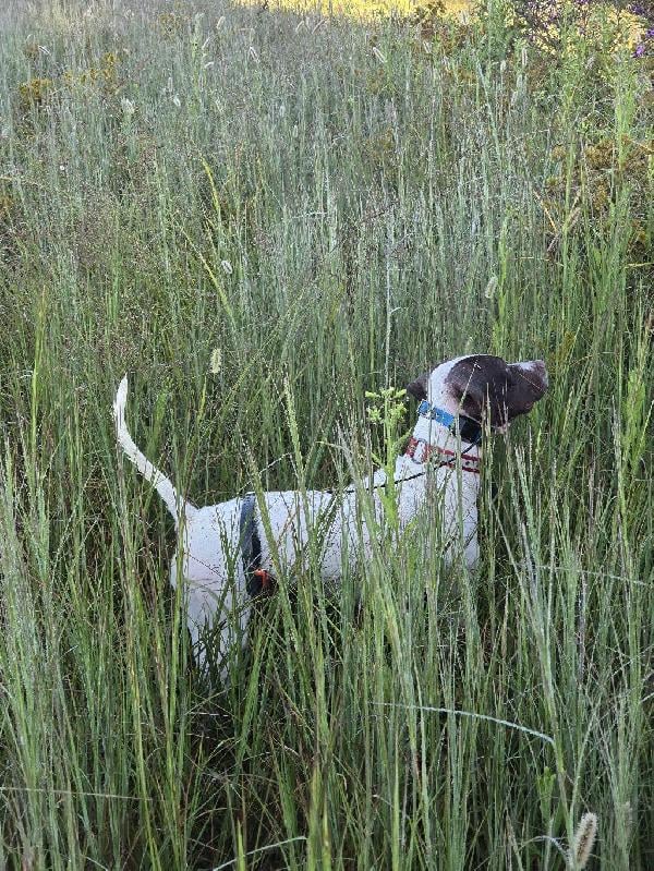English Pointer