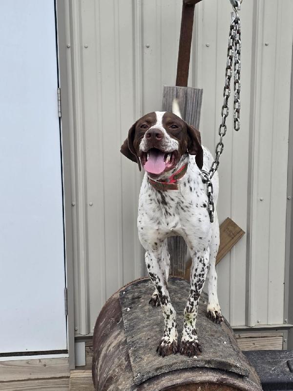 English Pointer